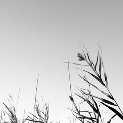 Low angle view of trees against clear sky