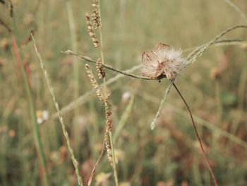 Close-up of wilted flower on field