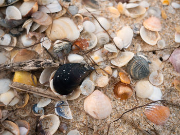 Colorful shells on the beach. algarve, portugal.