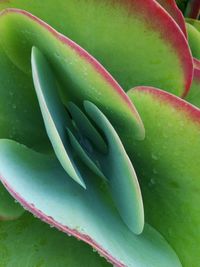 Extreme close up of green leaf