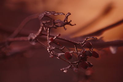 Close-up of dry plant