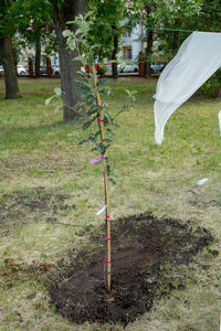 plant