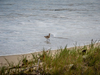 Seagull perching on a beach