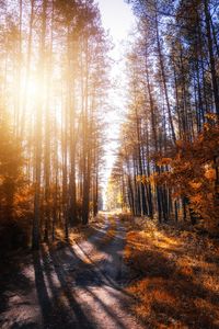 Trees in forest