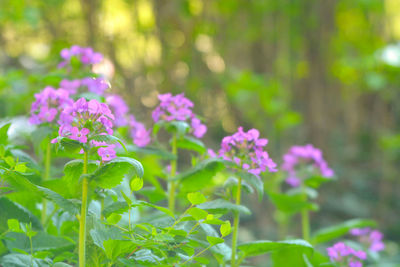 Close-up of pink flowering plant