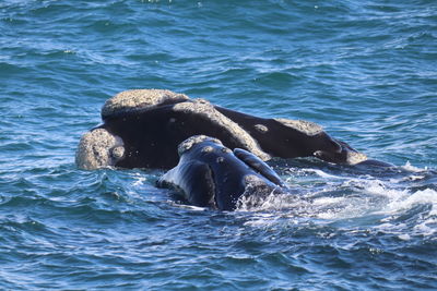 View of turtle swimming in sea
