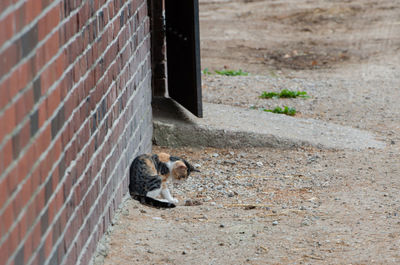 Cat catches a mouse and plays with it