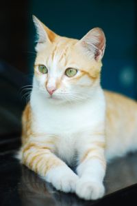 Close-up portrait of cat sitting