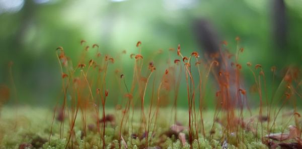 Close-up of flowering plants on field