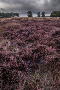 Scenic view of field against sky during sunset