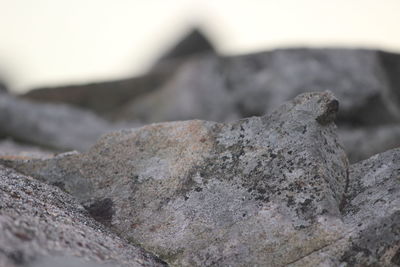 Close-up of lizard on rock