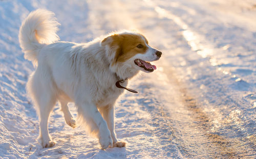 Dog looking away on snow