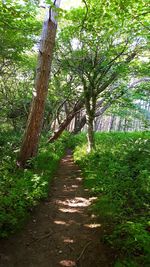 Trees in forest