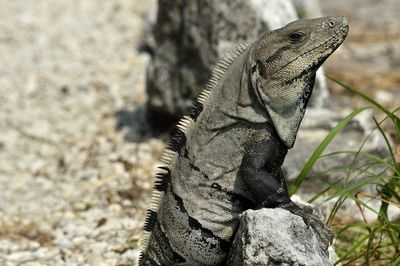 Side view of iguana on rock