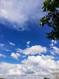 Low angle view of trees against blue sky