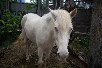 Horse standing in ranch