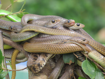 Close-up of snakes