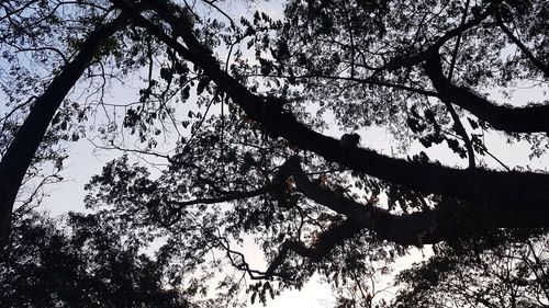 Low angle view of silhouette trees against sky