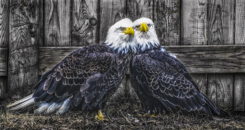 Close-up of eagle perching on wood