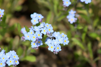 Forget-me-not in bloom close-up with green background