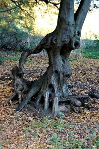 Tree trunk on field during autumn