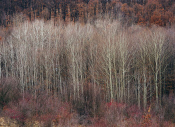 Full frame shot of trees on field in forest