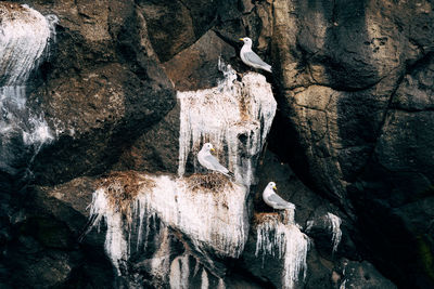 View of birds perching on rock