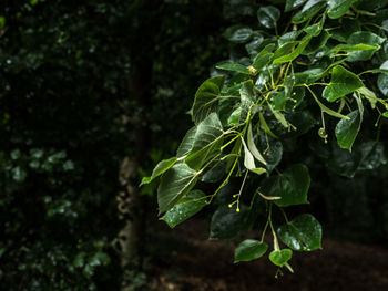 Dark green leaves 