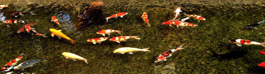 Panoramic view of koi fish in pond