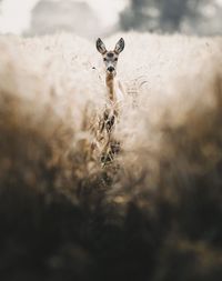 Portrait of sheep on field