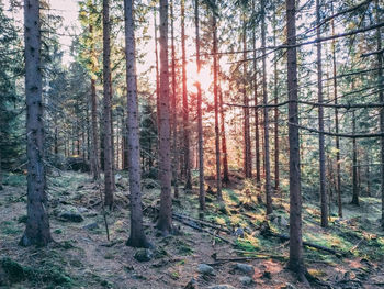 Pine trees in forest