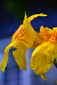 Close-up of yellow flower