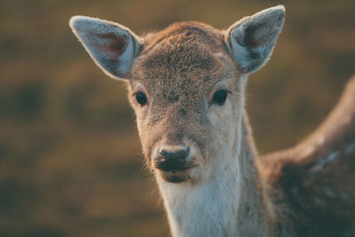 Close-up of deer looking at camera