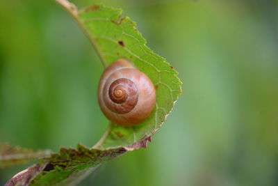 Close-up of snail on leaf