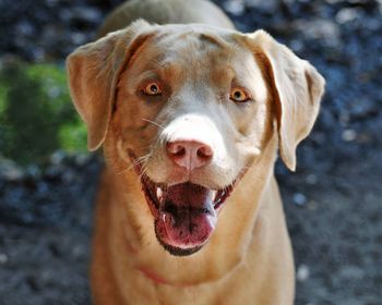 Close-up portrait of dog