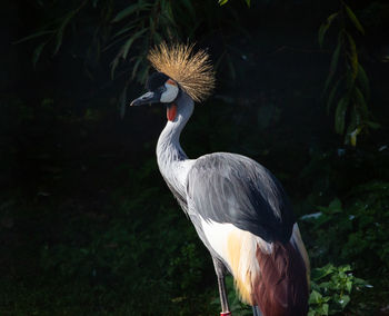 Close-up of a bird on field