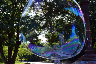 Close-up of glass tree