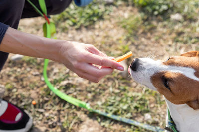 Cropped image of man with dog