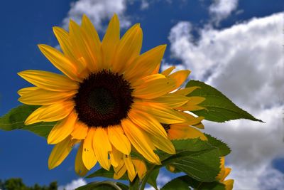 Close-up of sunflower against sky