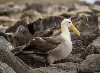 Close-up of seagull on rock