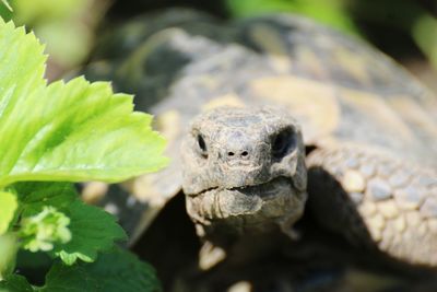 Close-up of lizard