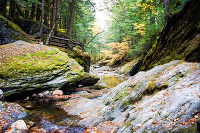 View of stream flowing through forest