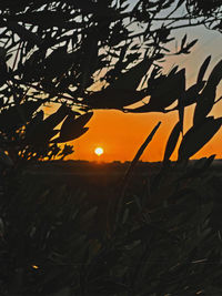 Close-up of silhouette plants against sky during sunset