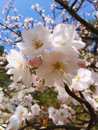 Low angle view of cherry blossoms