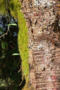 Close-up of moss growing on wall