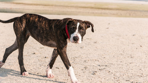 Dog standing on beach