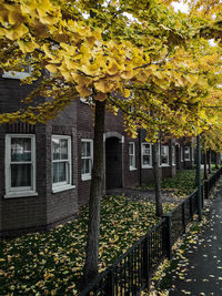 Yellow flowers growing on tree by building