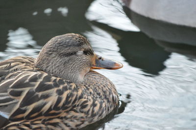 Close-up of mallard duck swimming in lake