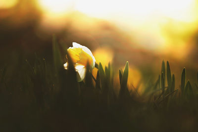 Close-up of yellow flowering plant on field during sunset