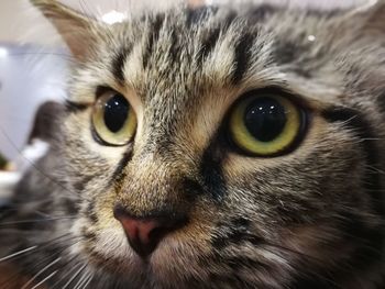 Close-up portrait of cat